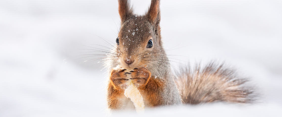 Eichhörnchen im Winter: Verhalten und Ernährung