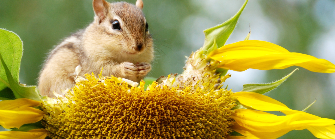 Geschälte Sonnenblumenkerne: Wissenswertes und Nutzungsideen